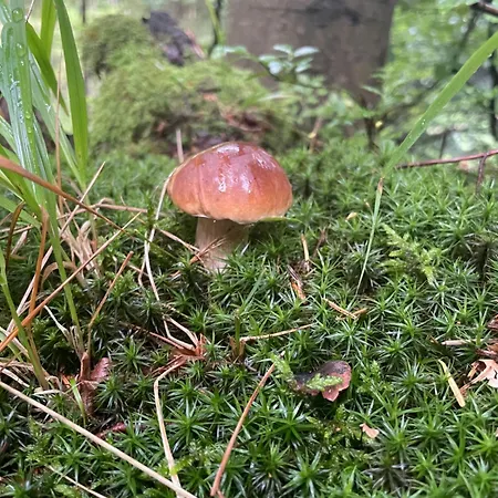 Arkadia Pod Diablakiem Tatil Evi *